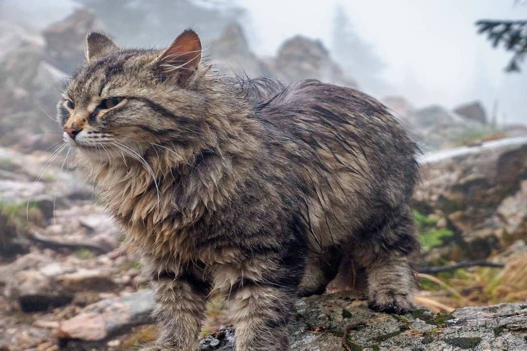 Дика китайская. Андская Горная кошка. Китайская Гобийская кошка. Китайская кошка Гобийская серая кошка. Китайская кошка (Felis bieti.