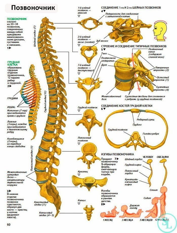 Схема спины человека