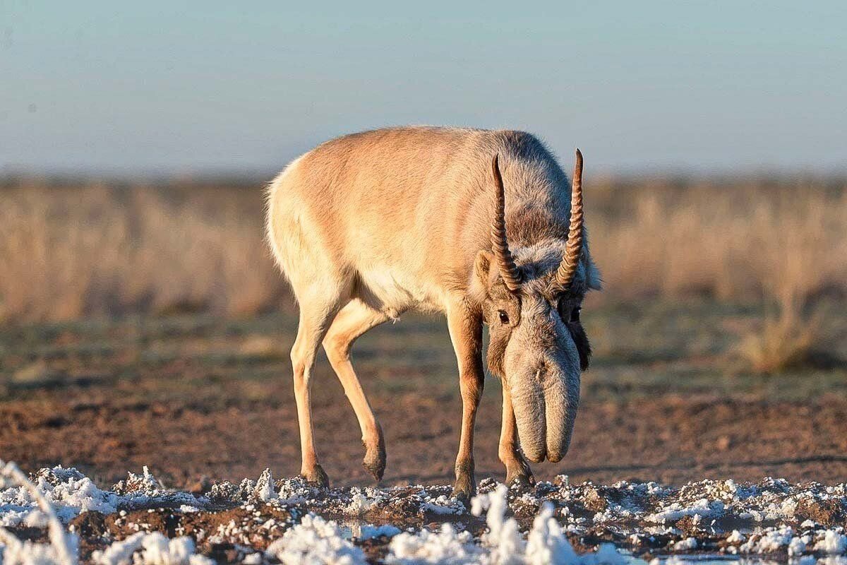 Фото сайгака на весь экран