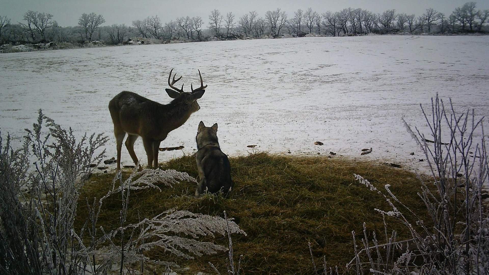Друг оленя. Собака олень. Фотоловушка олень. Олень и собака Дружба. Олень домашний Салехардский.