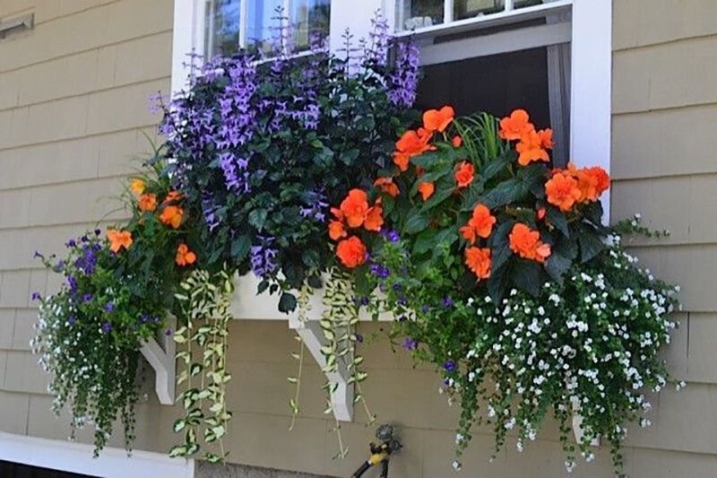 Цветы для балкона солнечная сторона цветущие фото