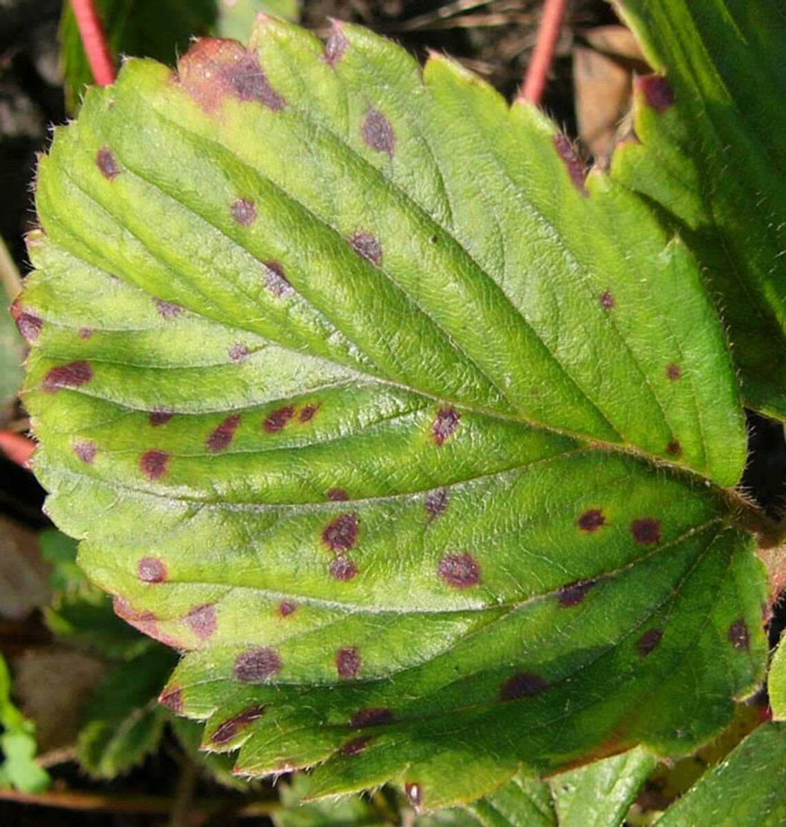 Пятна на клубнике. Mycosphaerella fragariae. Бурая пятнистость клубники. Септориоз смородины. Бурая пятнистость земляники.