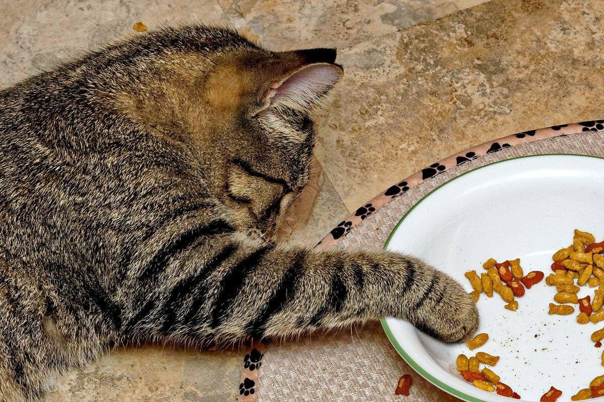 Кошки едят хозяев. Миска для кота. Ленивый кот. Ленивый кот и еда. Кошка ест из блюдца.