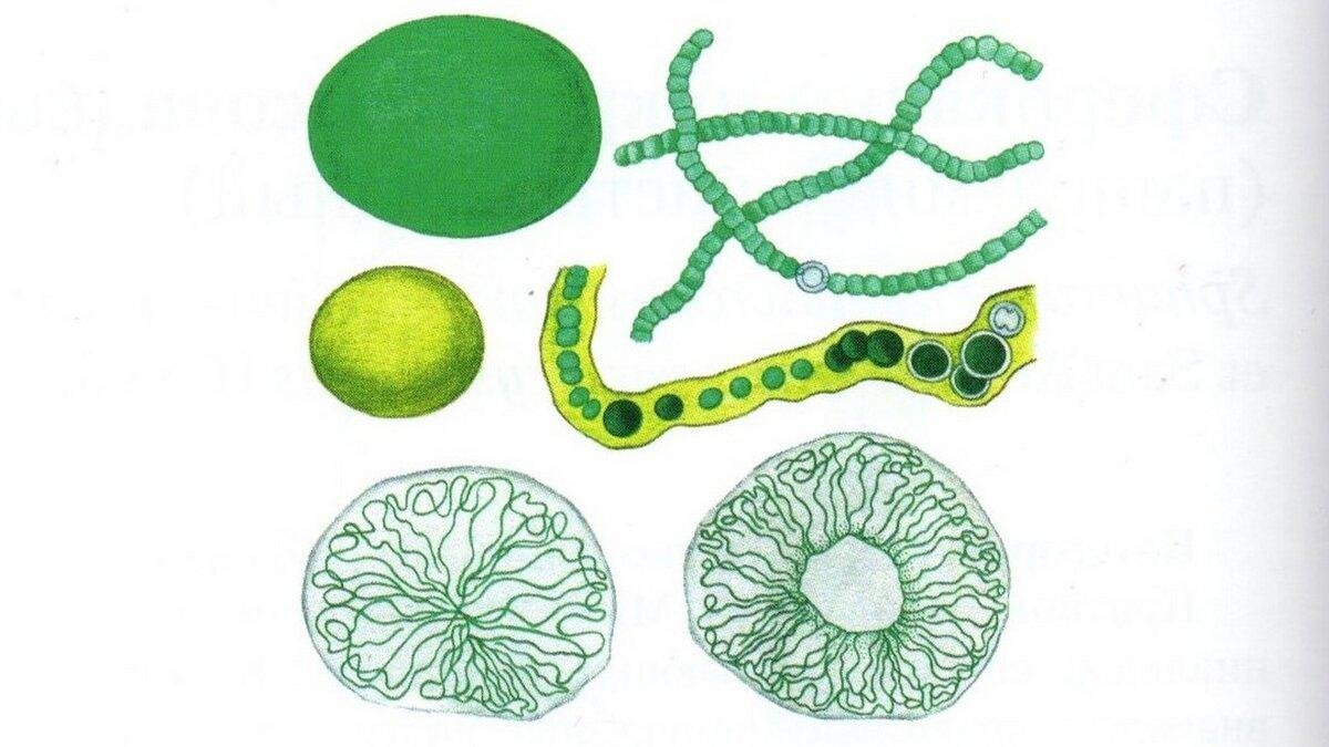 Зеленые водоросли рисунок. Носток цианобактерия. Носток водоросль. Синезеленые водоросли носток. Носток сливообразный.