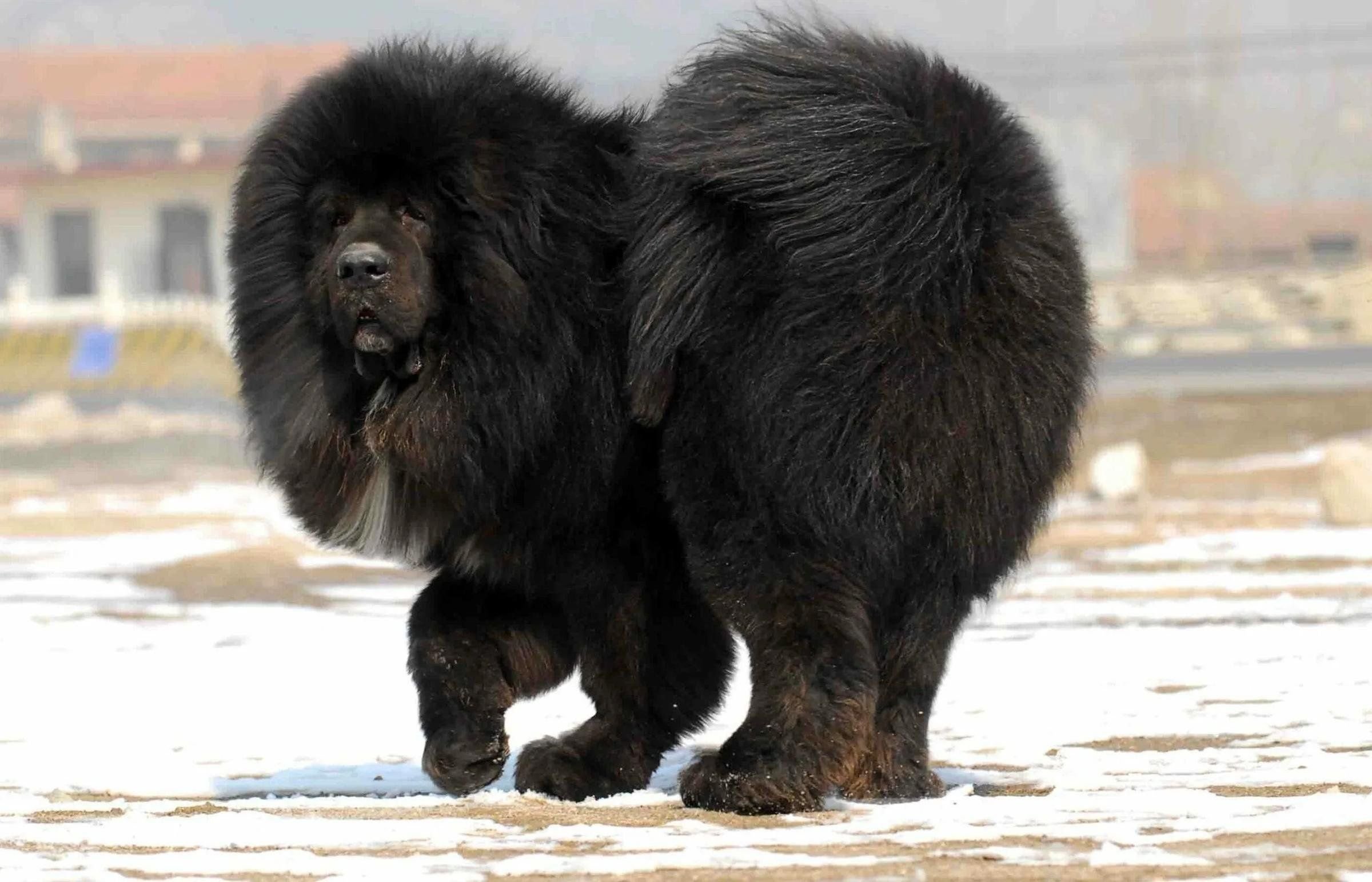 Очень крупная порода собак. Тибетский мастиф. Тибетский мастиф Хонг Донг. Собаки породы тибетский мастиф. Мастиф тибетский мастиф.