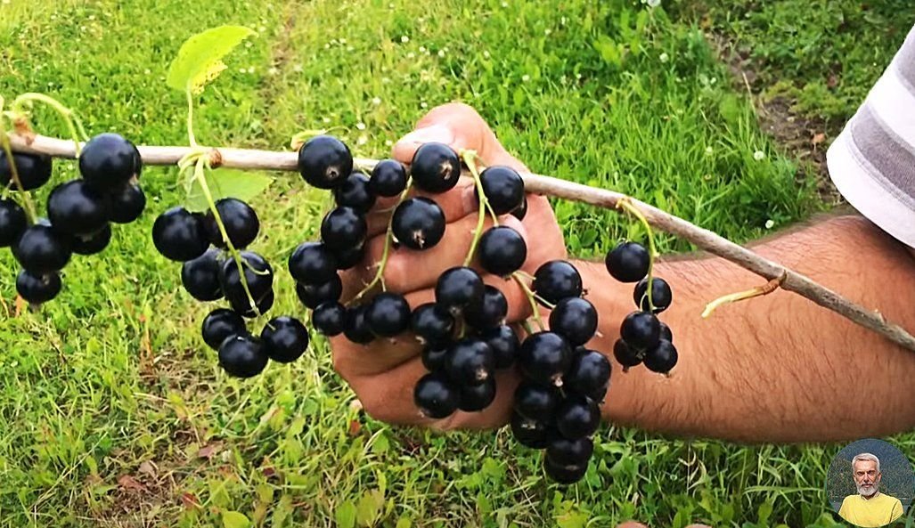 Смородина добрыня описание сорта фото