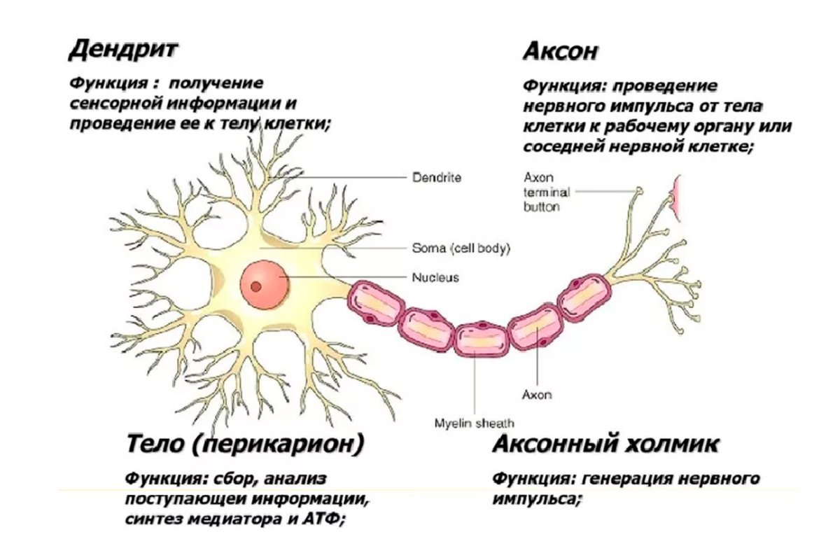 Основные особенности нервной клетки