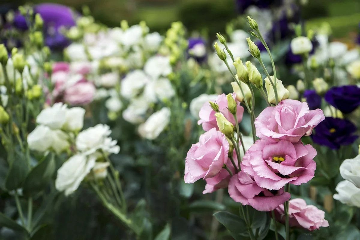 Выращивание эустомы. Эустома лизиантус. Эустома (Lisianthus). Эустома Джульетта. Лизиантус Рассела.