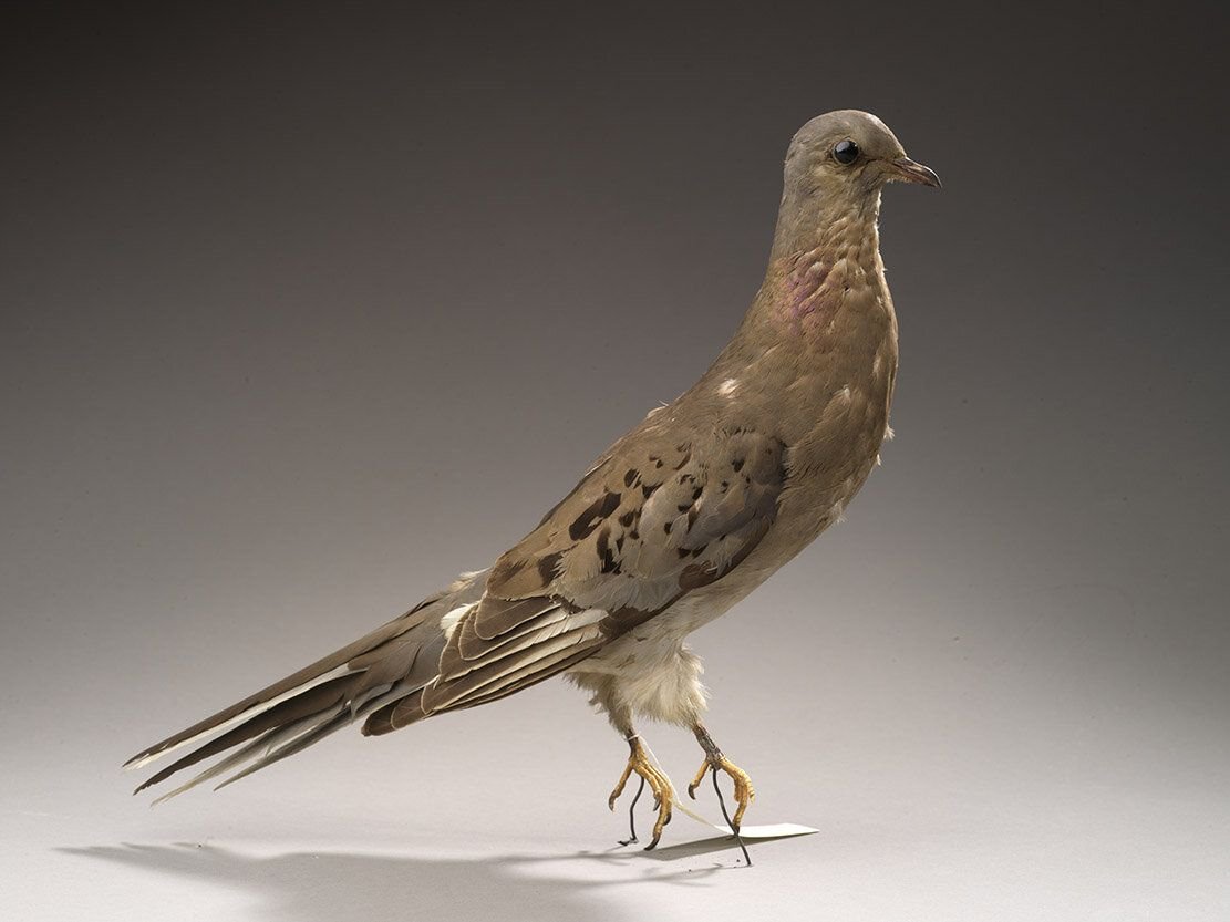 Passenger Pigeon