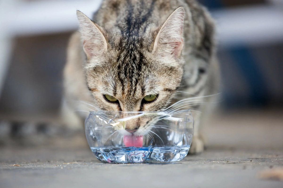 Кошка пьет воду причины. Кошка в воде. Жажда животные. Cat drinking Water. Кошка и вода красивые.