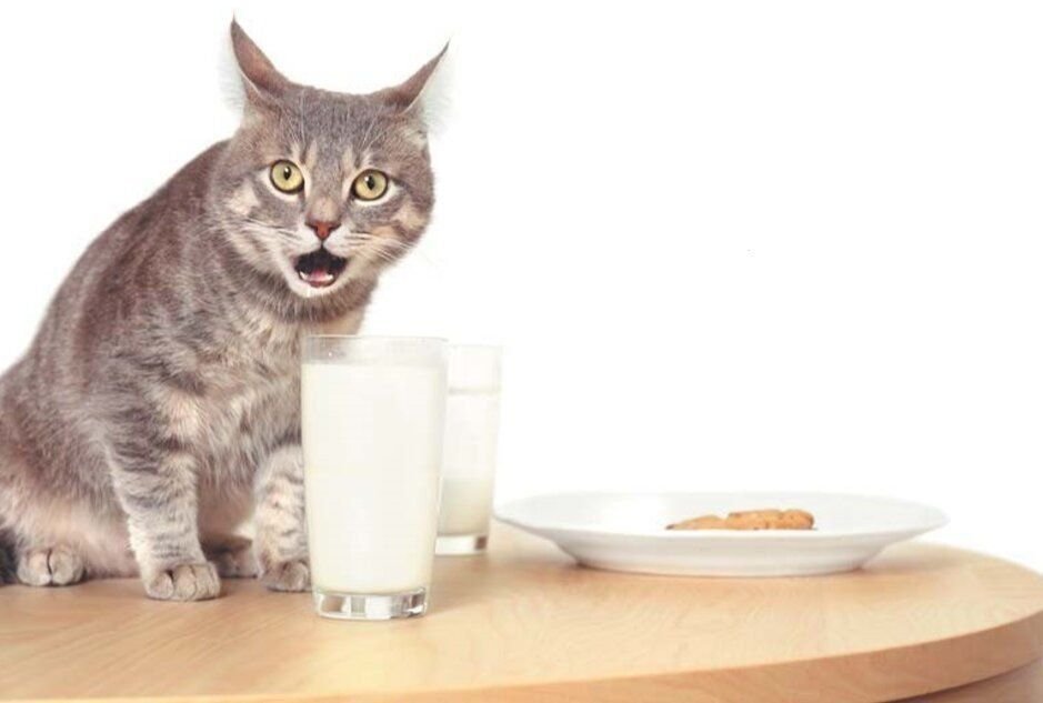 кошачий йогурт. котенок в йогурте. можно кошкам кисломолочные продукты. кошка и котенок лакают молоко. кошка и молоко.