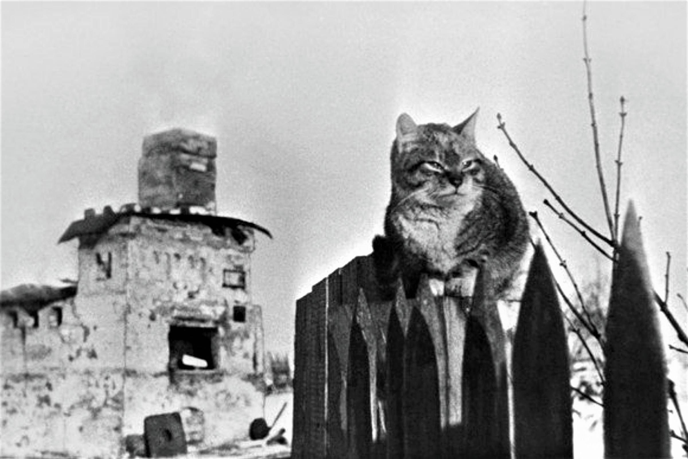 Блокада ленинграда кошки. Кот васька в блокадном ленинграде спас семью. Кошки герои блокадного ленинграда. Кот-слухач блокада ленинграда. Кот васька в блокадном ленинграде спас семью.