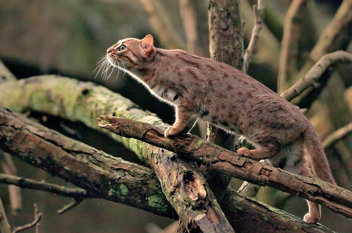 Ржавая кошка. Prionailurus rubiginosus. Дикая ржавая кошка. Пятнисто-рыжая кошка. Индийская рыжая пятнистая кошка.