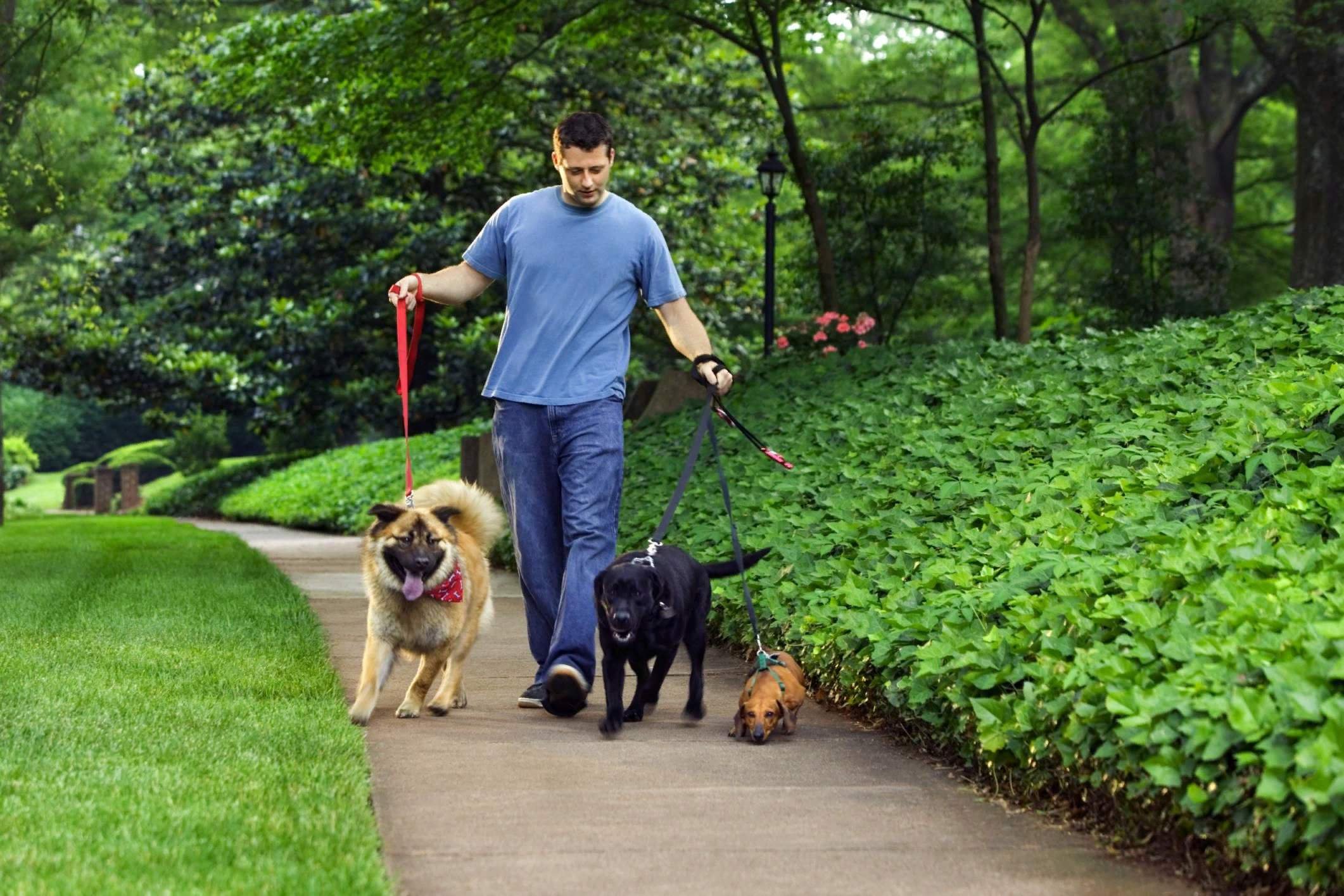 Фото человек гуляет с собакой