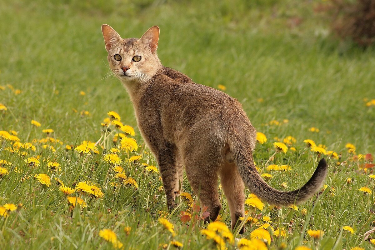 Коты породы чаузи фото