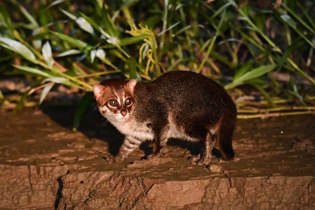 Суматранская кошка