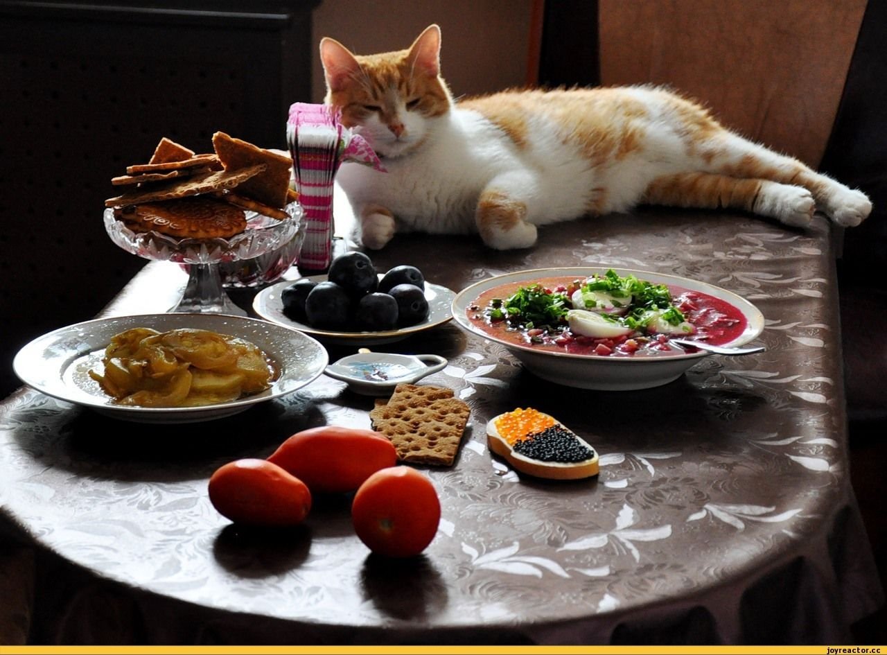 Картинки что едят коты