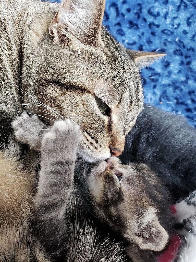 Мама кошка картинка