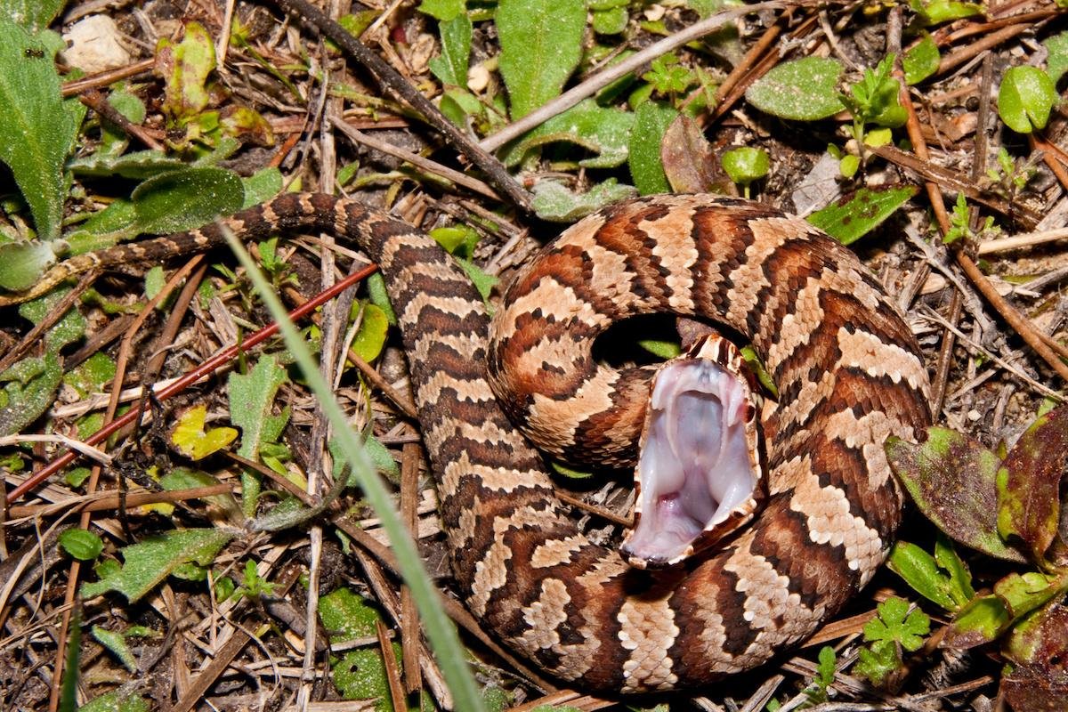 Cottonmouth Snake Indiana