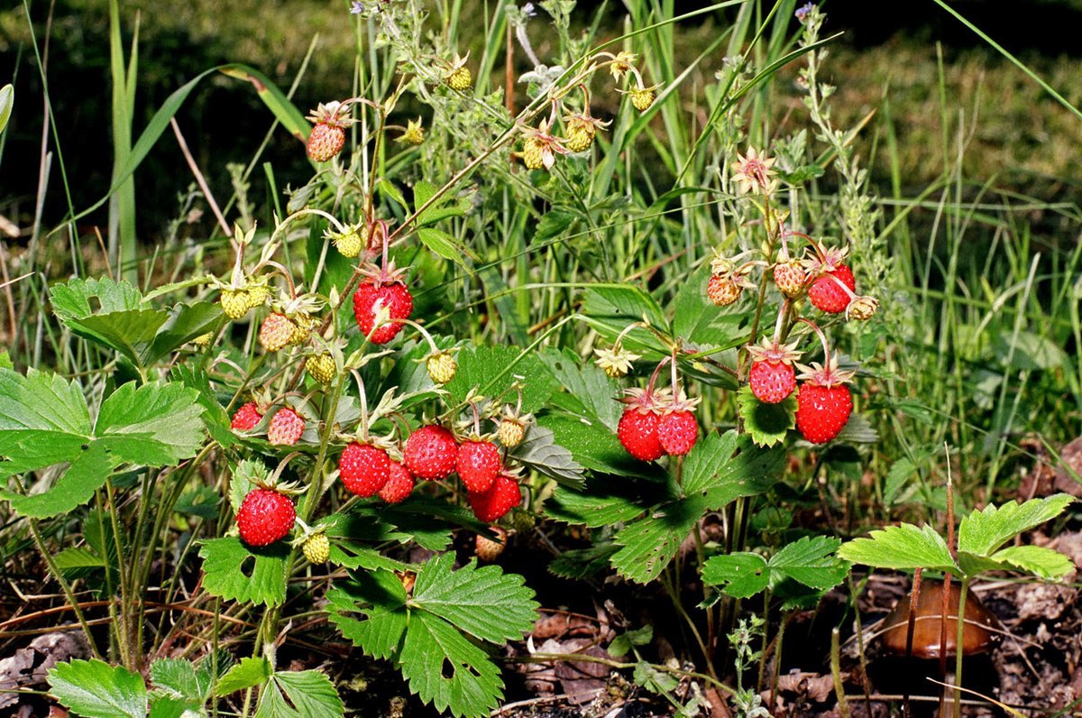 Земляника Лесная (Fragaria vesca) 