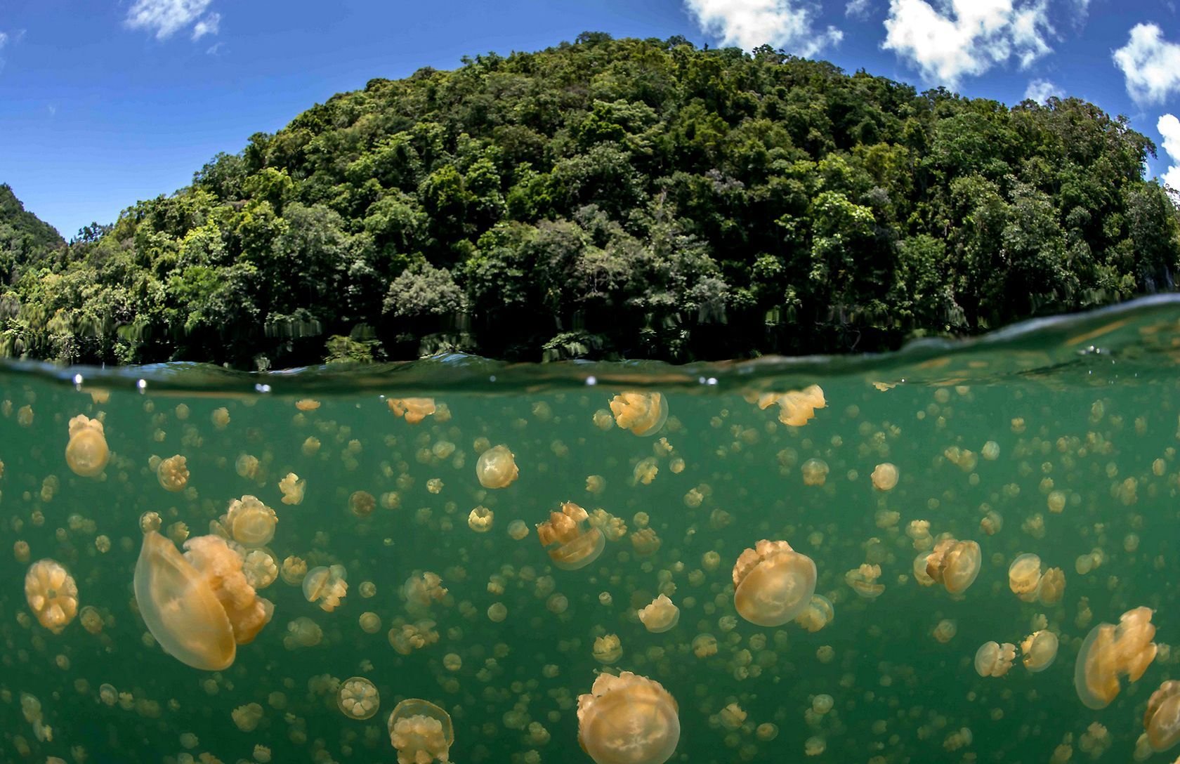 Озера тихого океана. Палау Медузное озеро. Озеро медуз Палау. Золотые медузы озера Палау. Эйл Малк озеро.