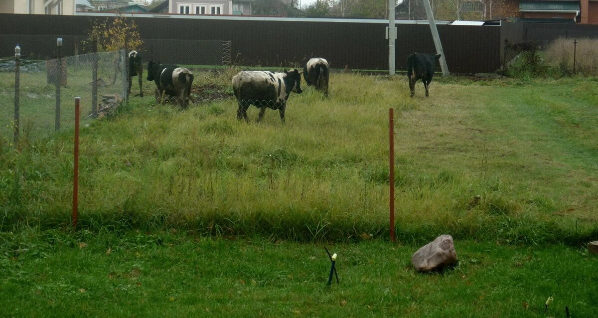 купили участок соседи