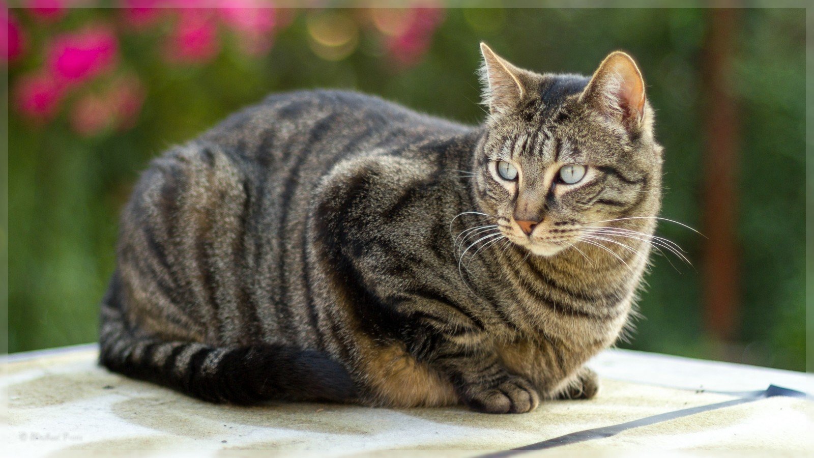 Британская полосатая порода кошек фото и описание