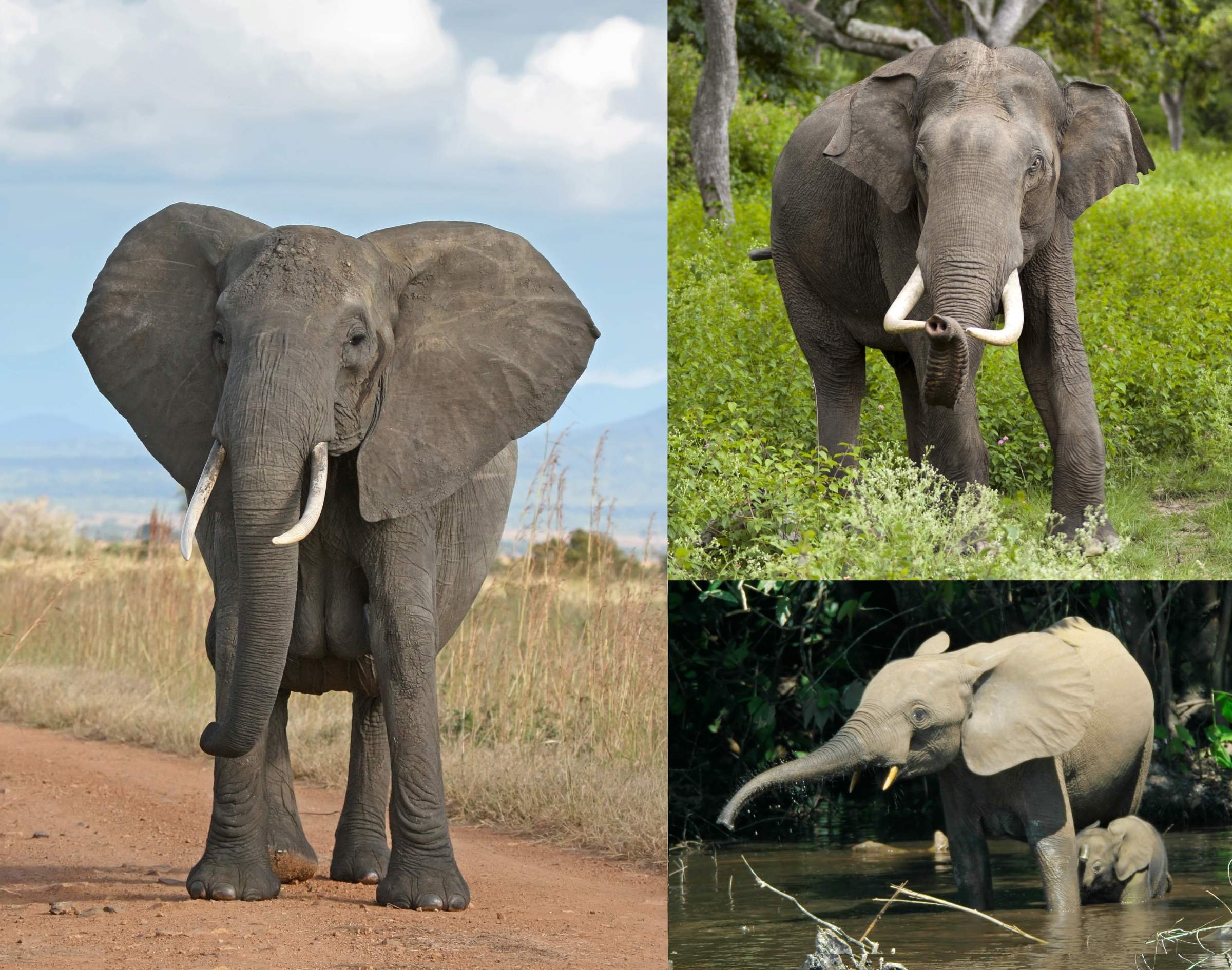 Сколько слонов в мире. Азиатский слон саванный Африканский слон и Лесной Африканский слон. Хоботные (млекопитающие). Африканские слоны хоботные. Интересные факты о слониках.