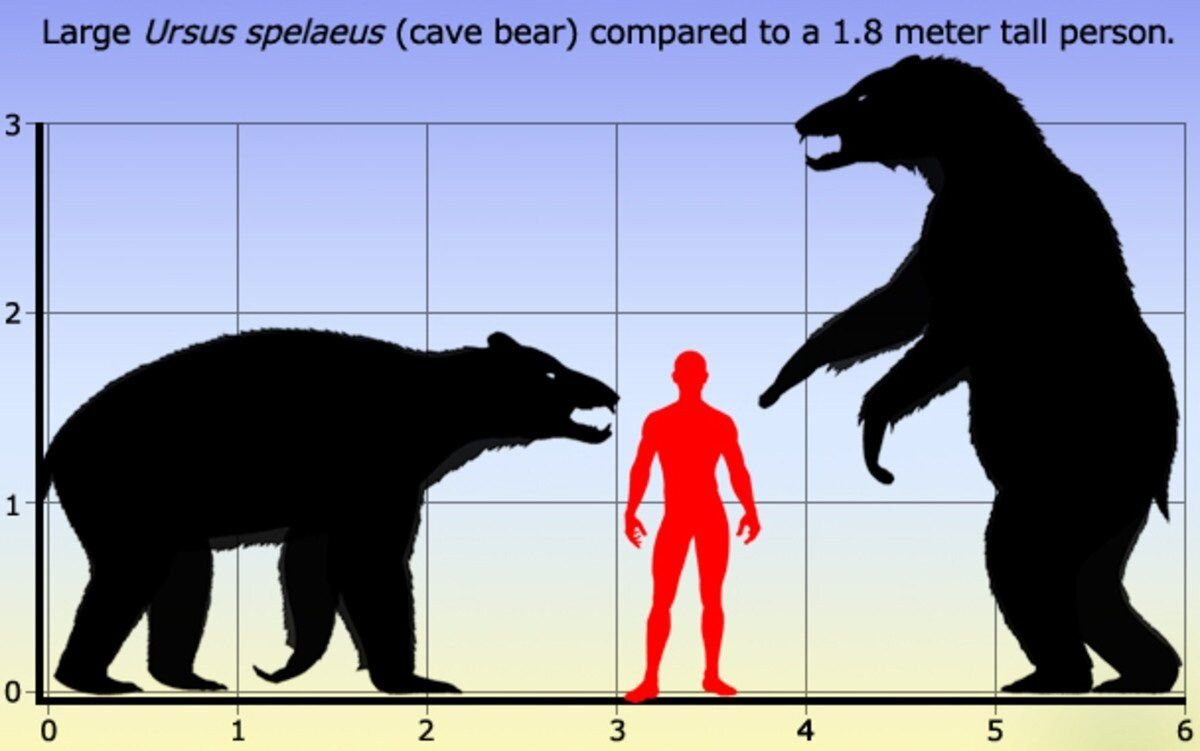 Рост медведя. Пещерный медведь Ursus spelaeus. Пещерный медведь Размеры. Древний медведь Арктодус. Пещерный медведь вес.