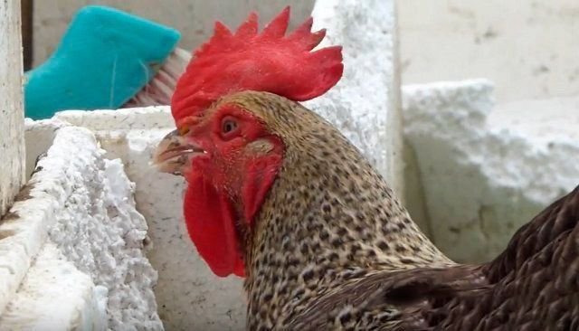 вреден ли пенопласт курам. пенополистирол паропроницаемость. пенопласт для кур. куры клюют пенополистиролом. несушки яйца склевывают что.