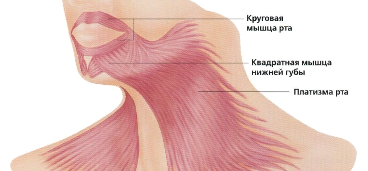 Платизма мышца