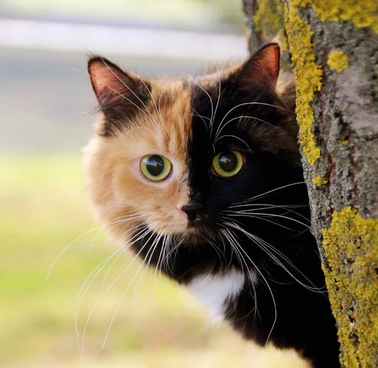 Бывают ли трехцветные кошки. Трехшерстная кошка. Черепаховая кошка беспородная короткошерстная. Трёхцветная кошка. Трех ЦВЕТЦВЕТНЫЕ кошки.