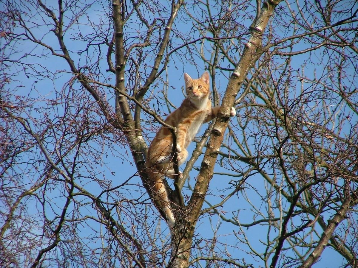 Кошка лезет на дерево рисунок