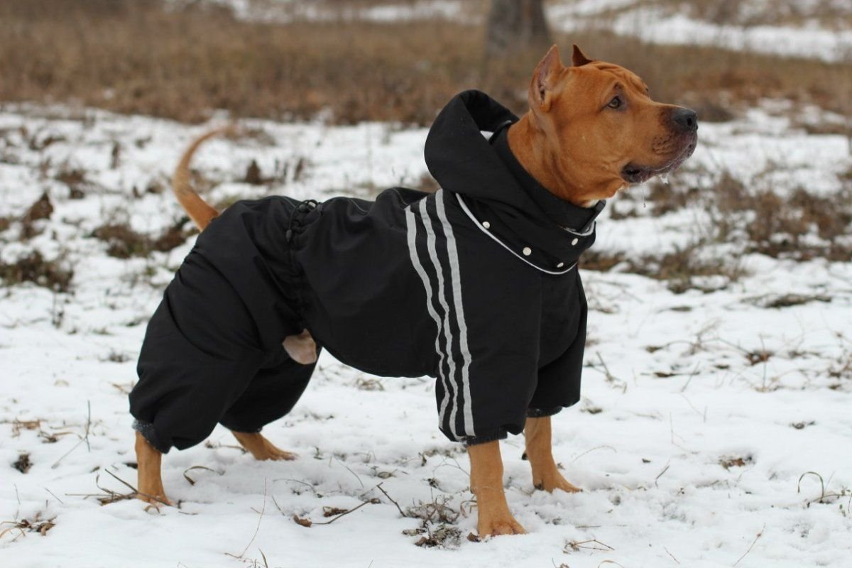 Зимняя одежда собак