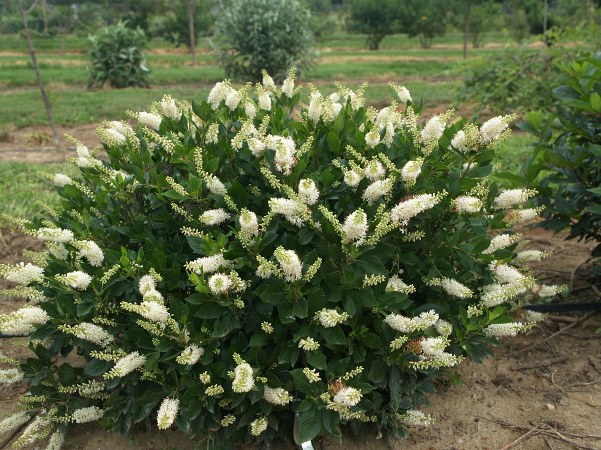 Clethra alnifolia