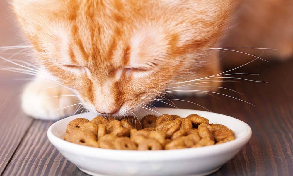 Что можно кошкам из еды. Питание кошек. Рыжий котенок ест корм. Еда для котов. Котик кушает.