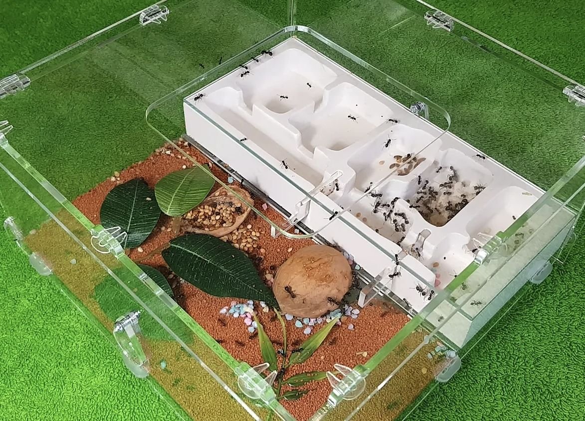 Как нарисовать муравьиную ферму с муравьями