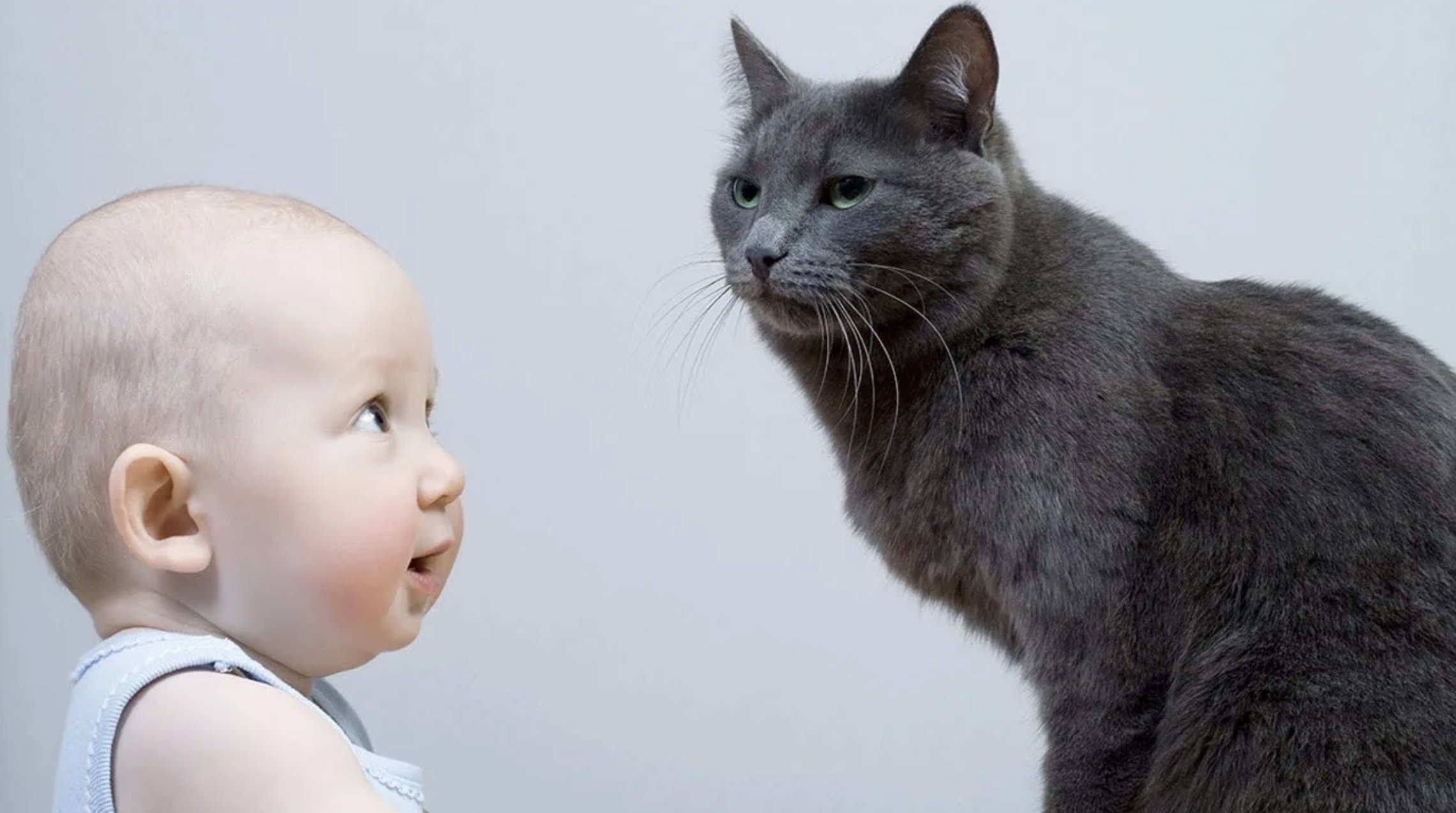 Включи малышам котиков. Кошка для детей. Дети и коты. Кот малыш. Кошка фото для детей.
