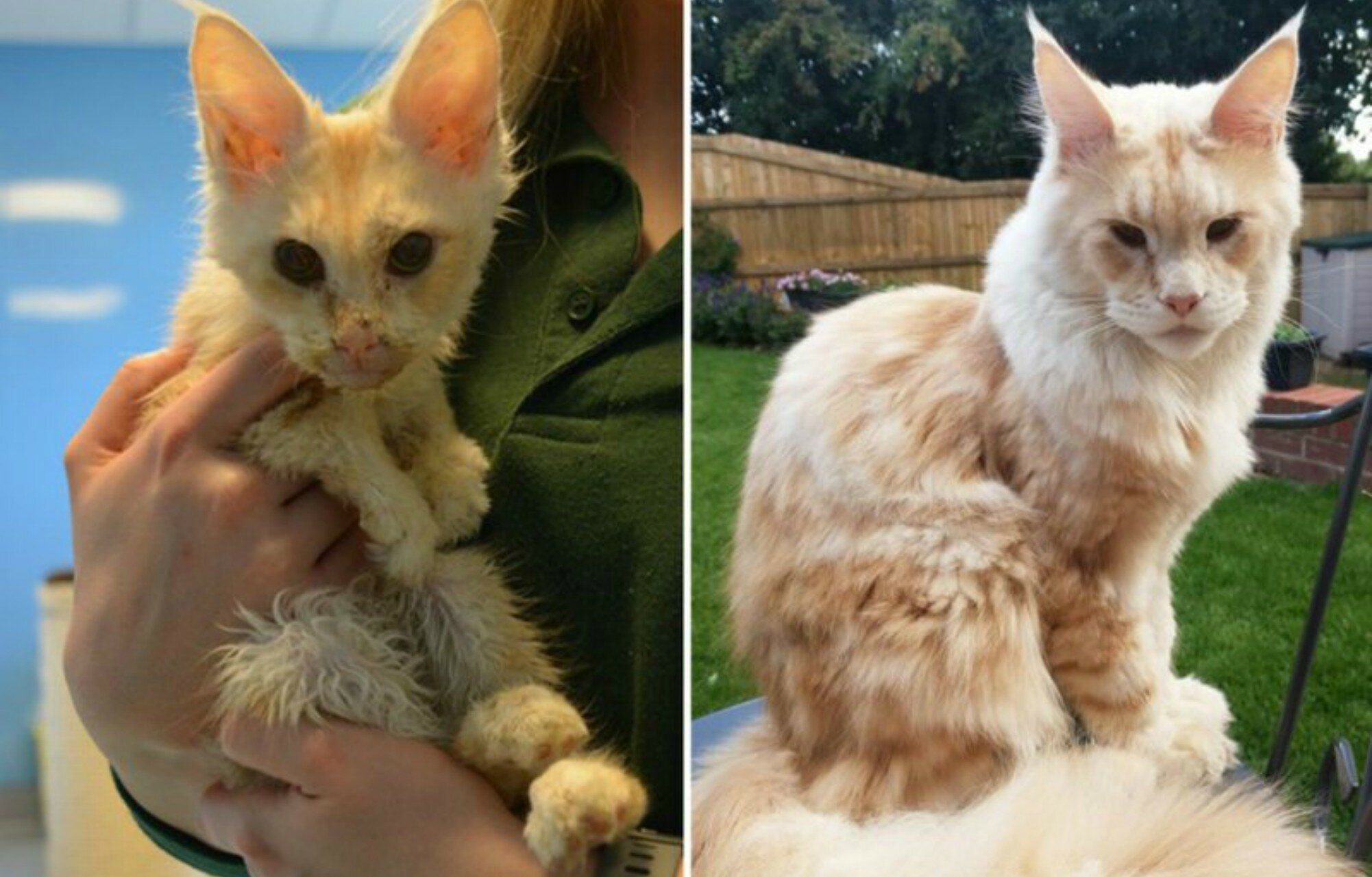 Истории спасения животных людьми. Истории спасения животных. Истории спасения животных. Бродячие собаки до и после. Истории спасения животных.