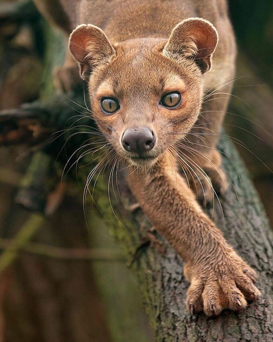 Кот мадагаскарский фото