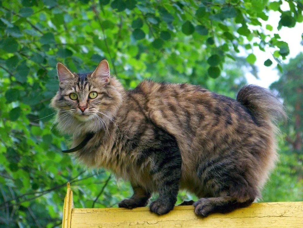 Бобтейл кошка. Курильский бобтейл. Кот Курильский бобтейл. Курильский бобтейл Сибирский. Дальневосточный бобтейл.