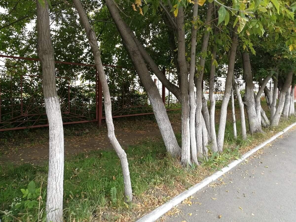 Фото деревьев во дворе