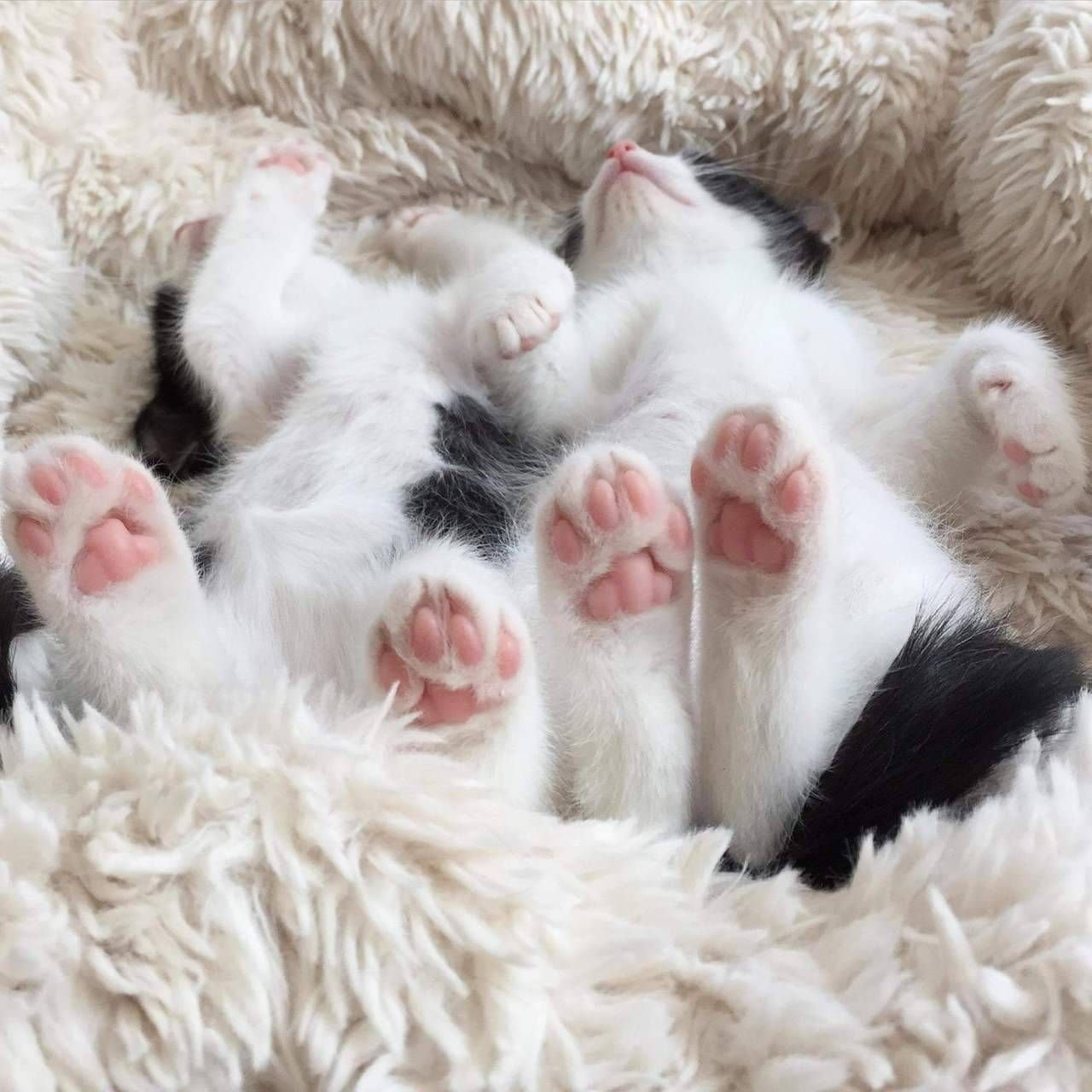 фотки лапок. белые кошачьи лапки. фотки лапок. лапа кота. собачья лапа.