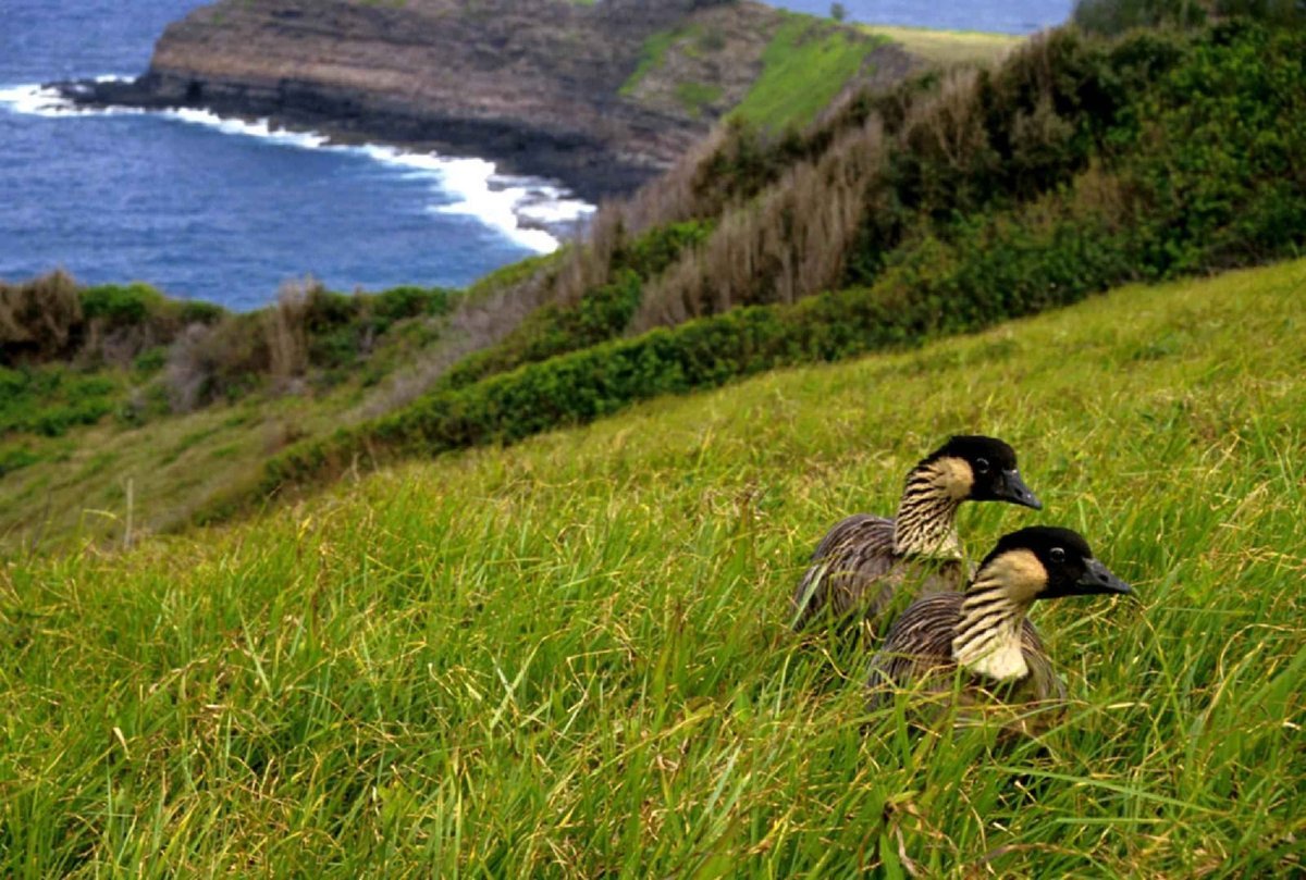 Гавайские острова Гавайи животные