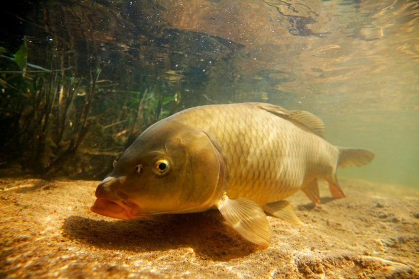 Рыба карп. Сазан (Cyprinus Carpio). Карп (Cyprinus Carpio). Рыба Карп и сазан. Рыба Карп сазан толстолобик.