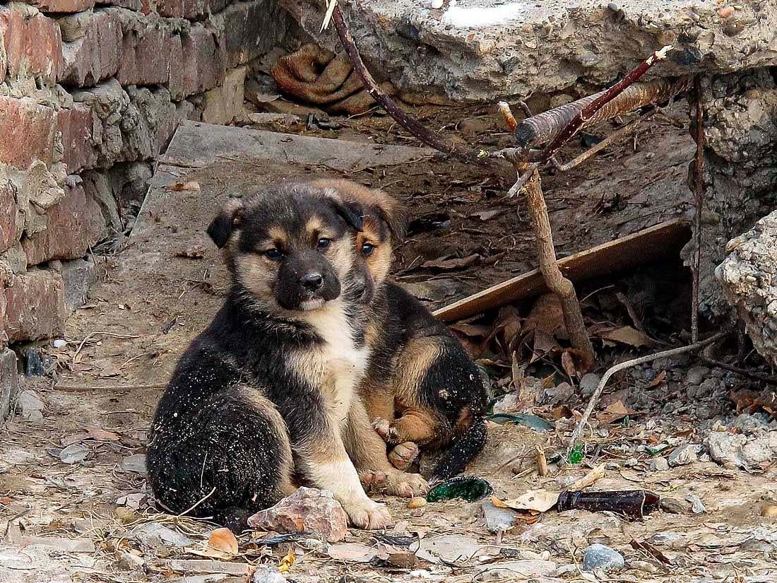 щеночек на улице. собака сидит на улице. щенки дворняга фокс. 3 щенка на улице. бездомная собака с щенками.