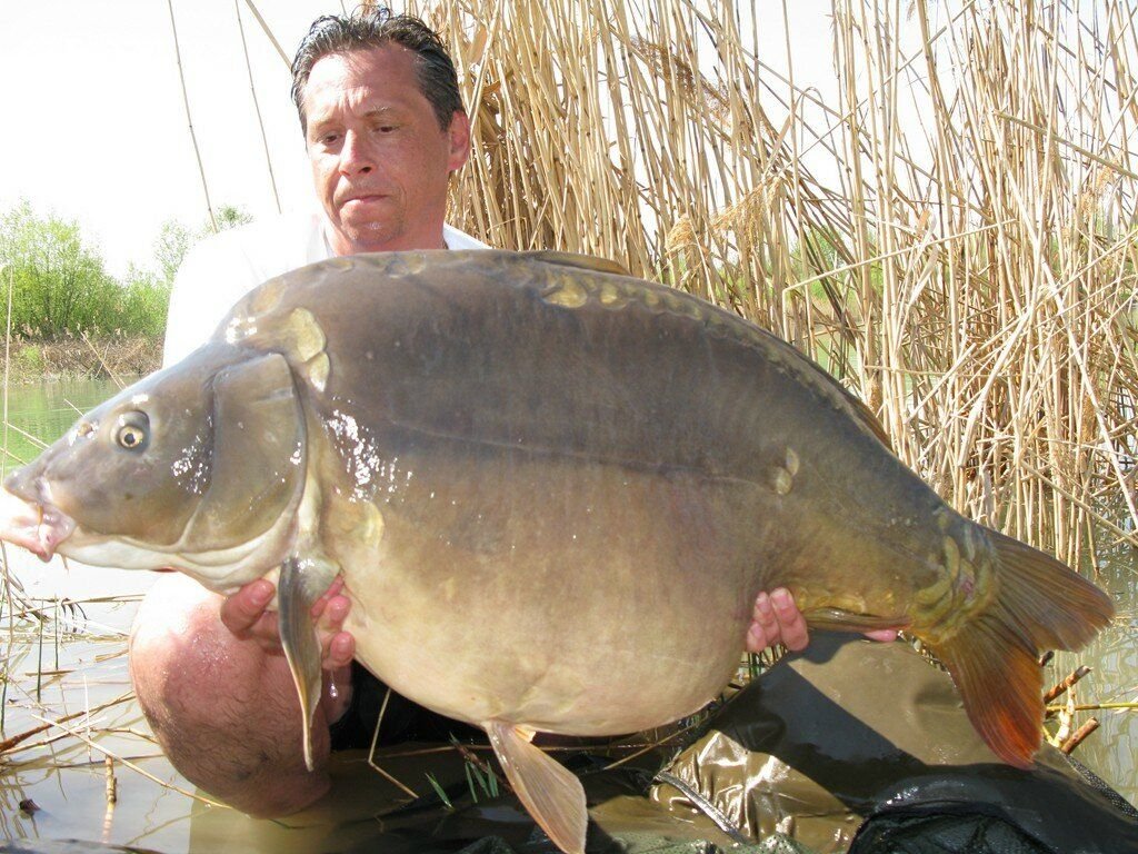 рыбалка на карася. крупный лещ. ловля карася. рыбалка на сазана. где ловить карпа.