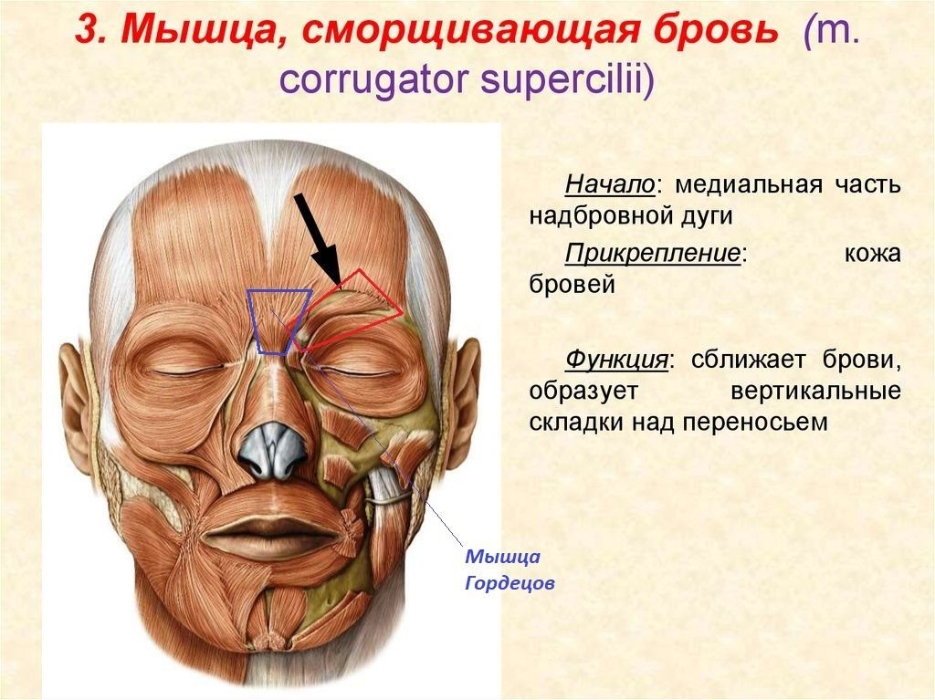 Корругаторы мышцы лица фото