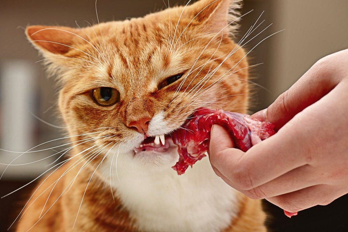 Сырая печень коту. Кошка кушает. Рыжий кот кушает. Кот кушот.