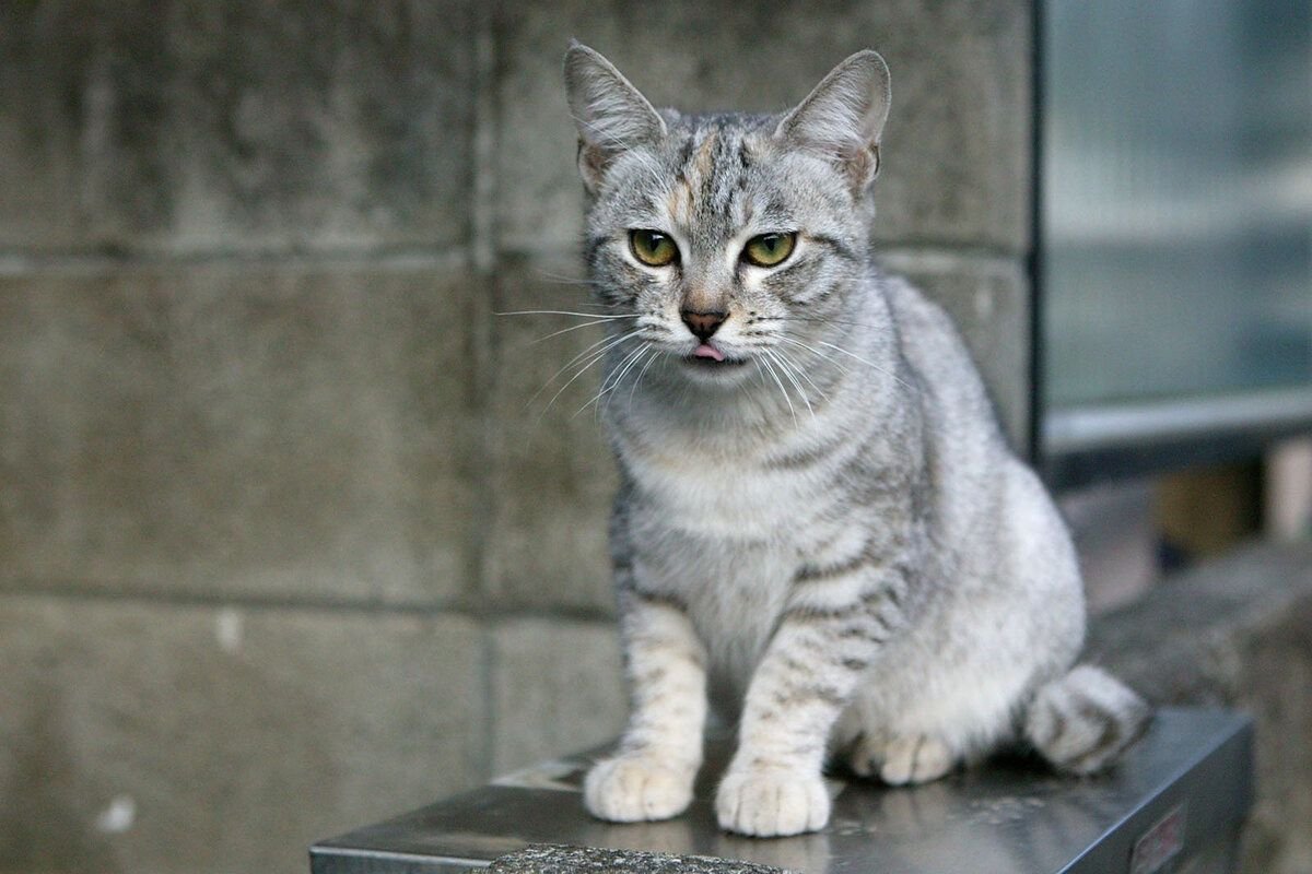 Дымчатая кошка. Австралийский мист дымчатая. Австралийская дымчатая кошка австралийская мист. Австралийский мист (дымчатая кошка). Аравийский МАУ серый.